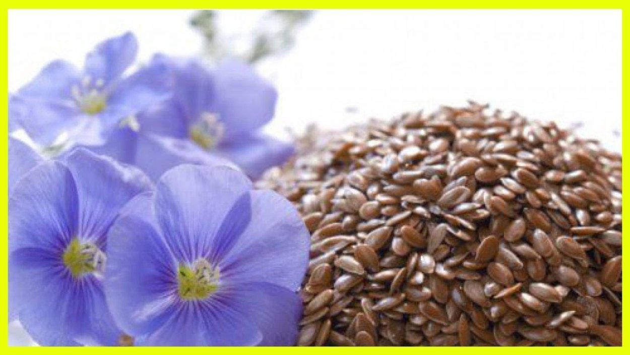 Лен долгунец семена