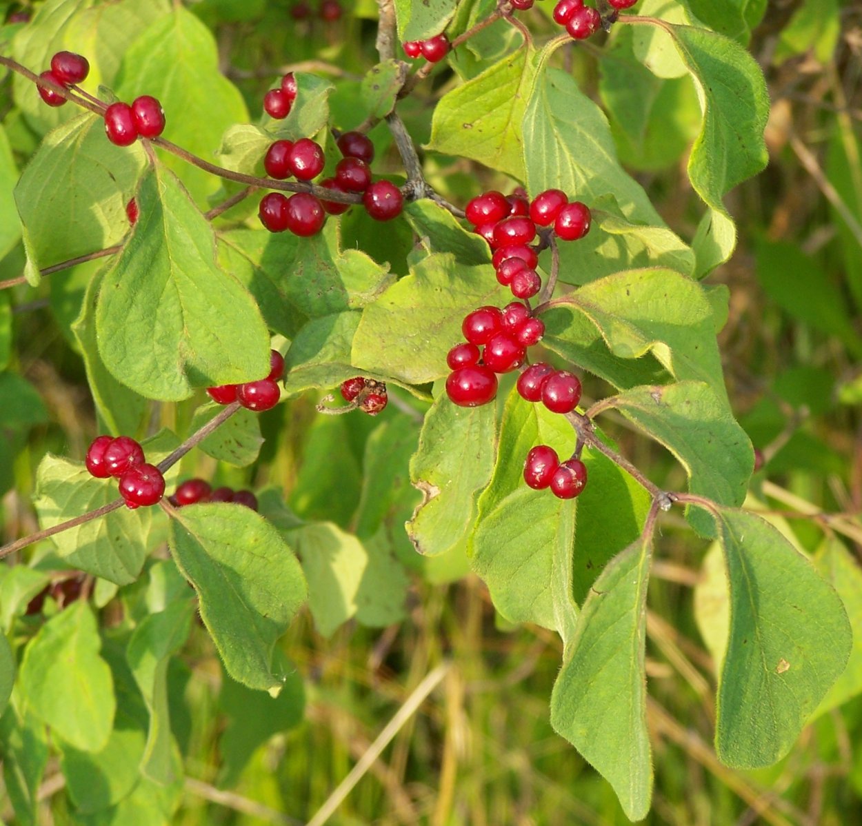 Волчья ягода жимолость Лесная