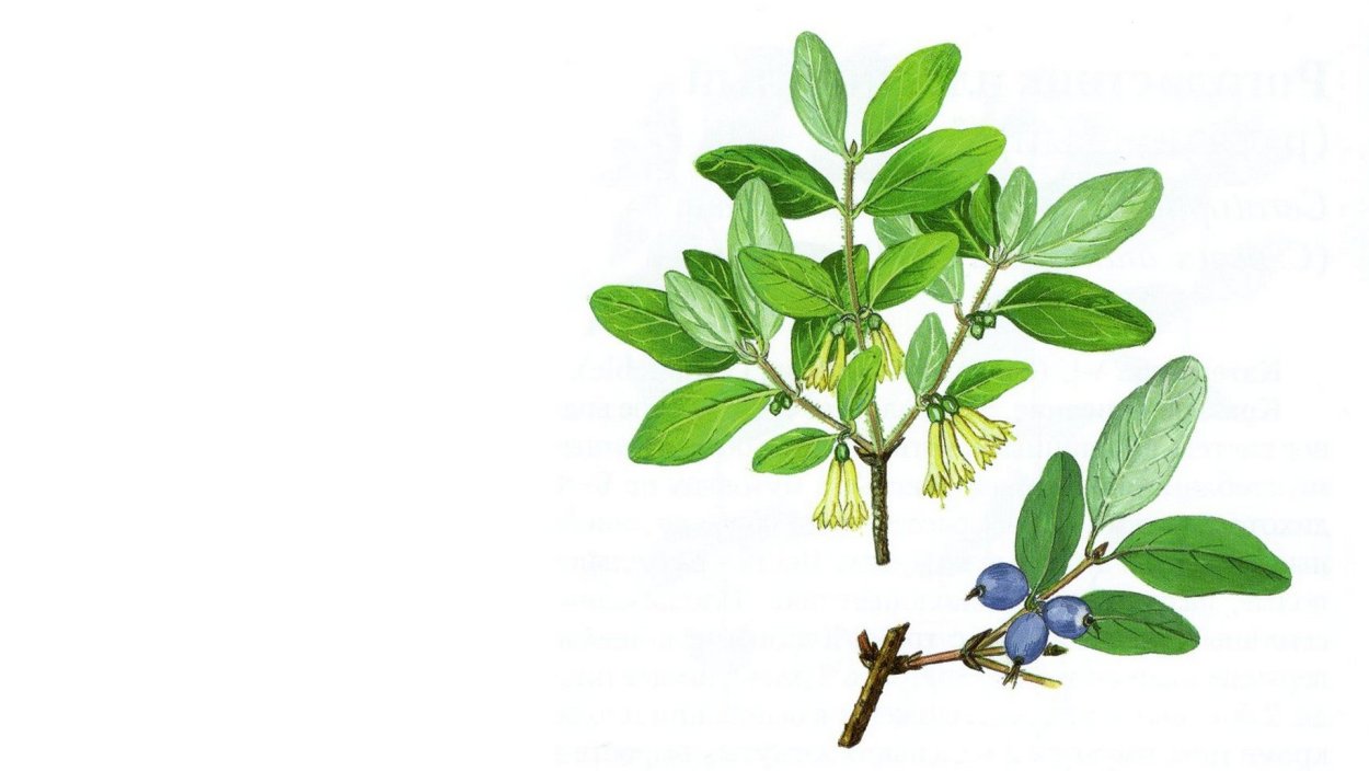 Жимолость ягода