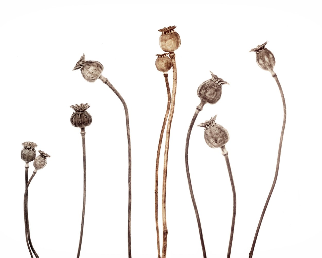 Коробочка мака