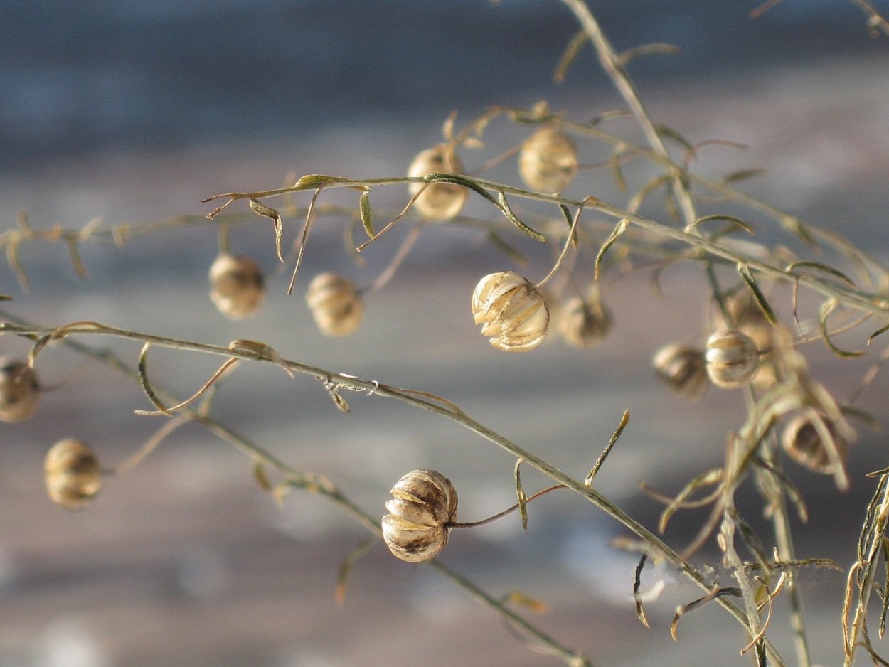Созревший лен