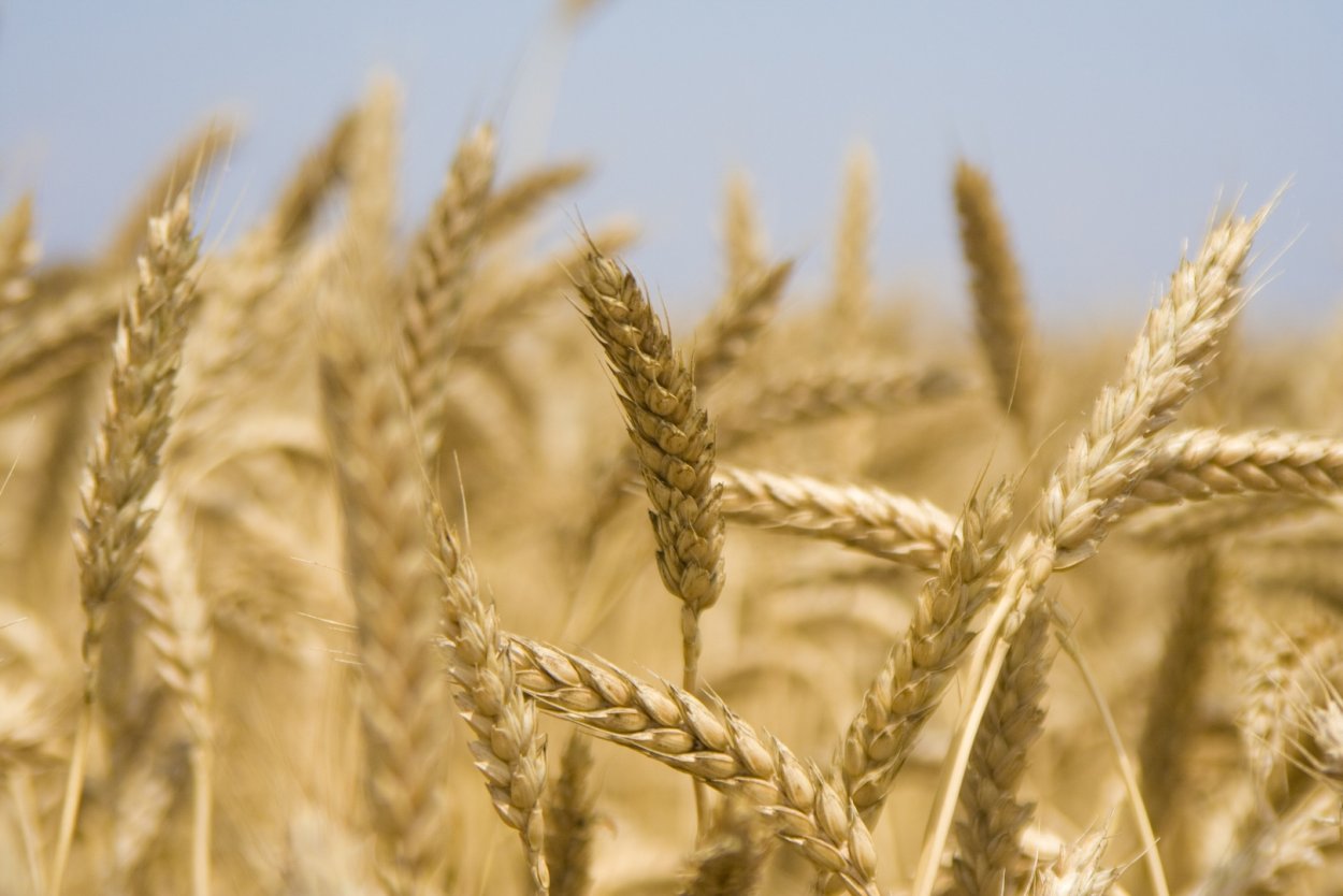 Поле льна фон для презентации