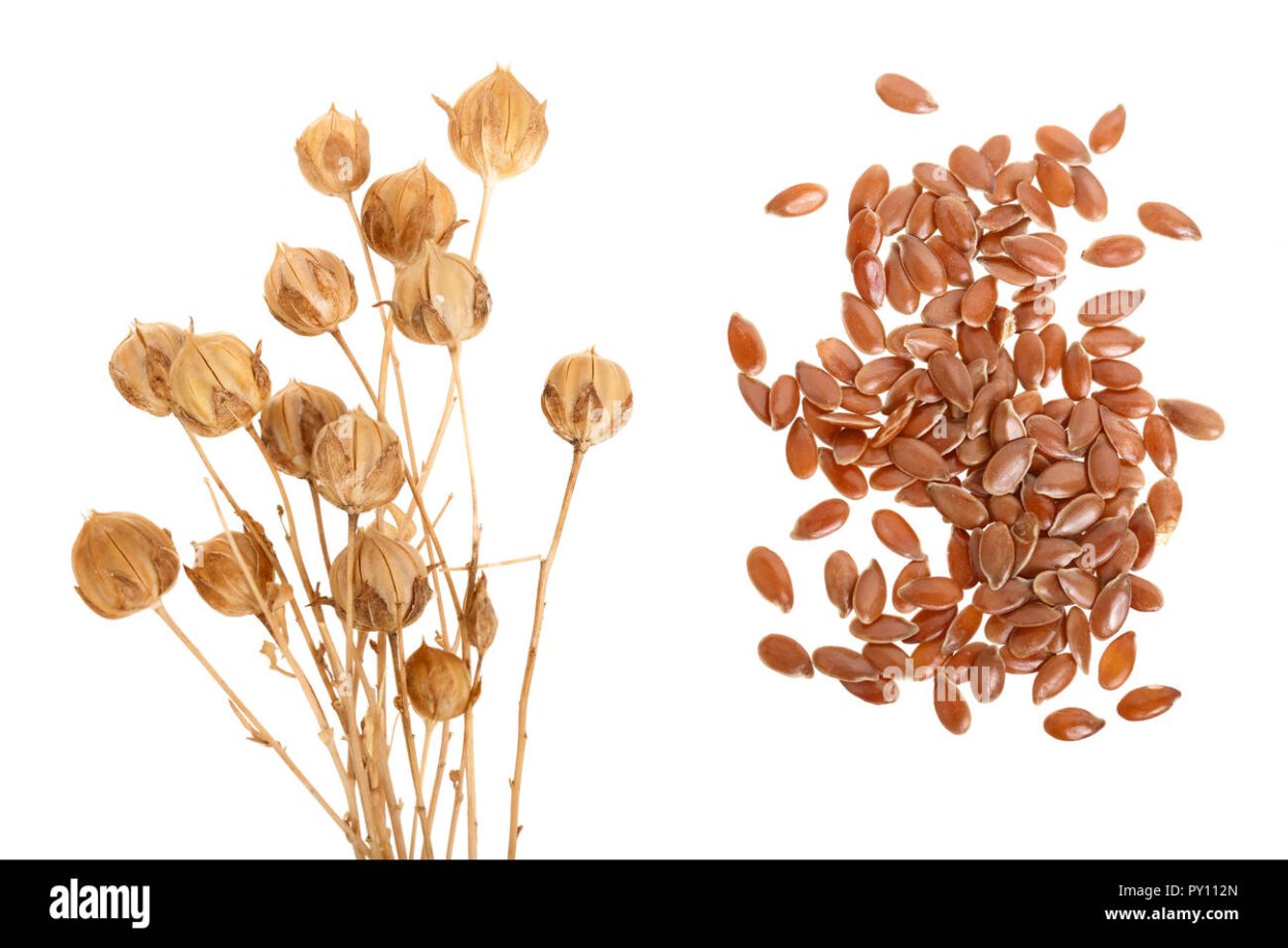 Коробочка с семенами льна