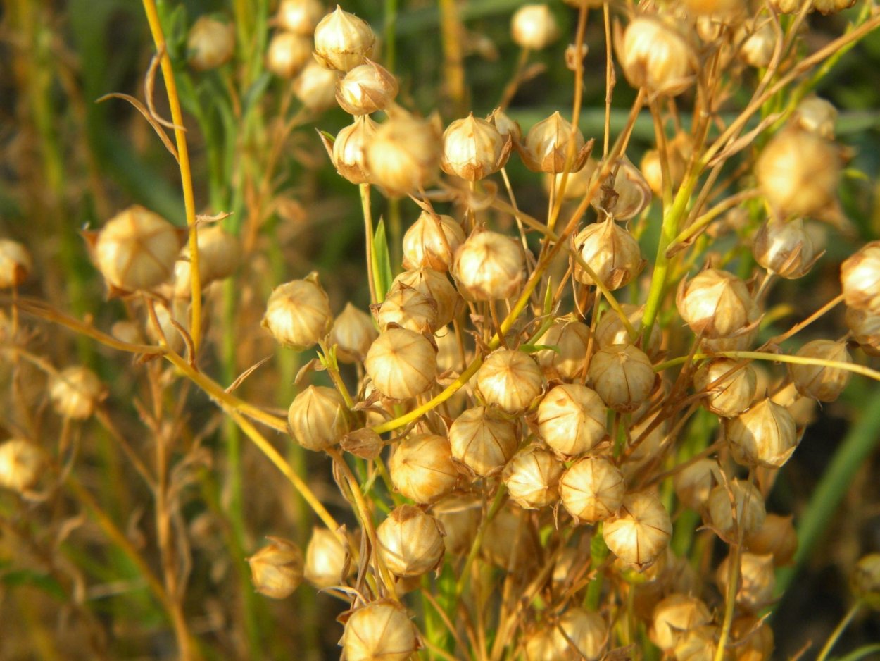 Созревший лен