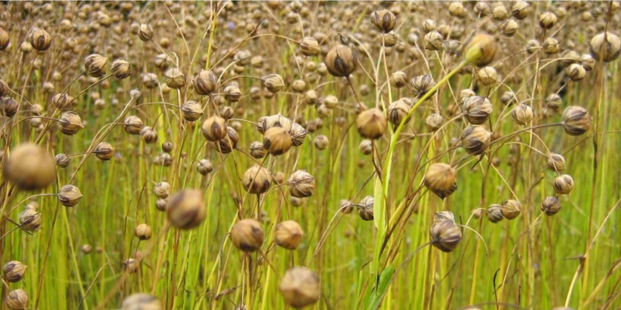 Растение лен долгунец