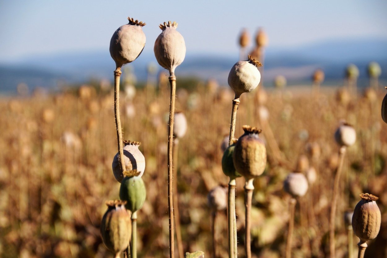 Семена мака опиумного