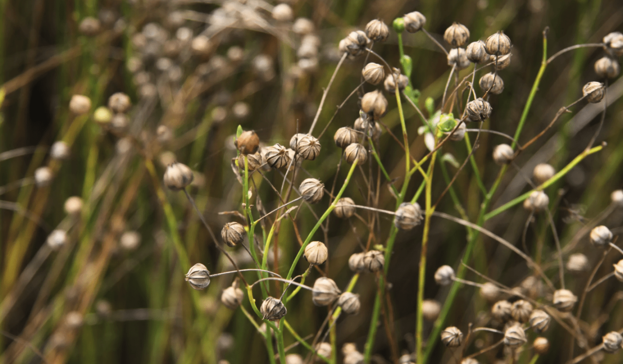 Лён Кудряш растение