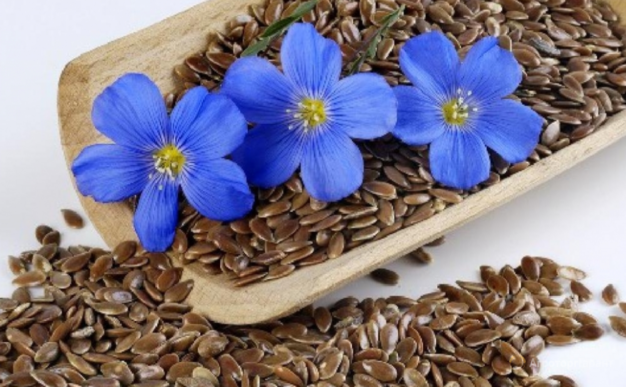 Семена льна ВНИИМК