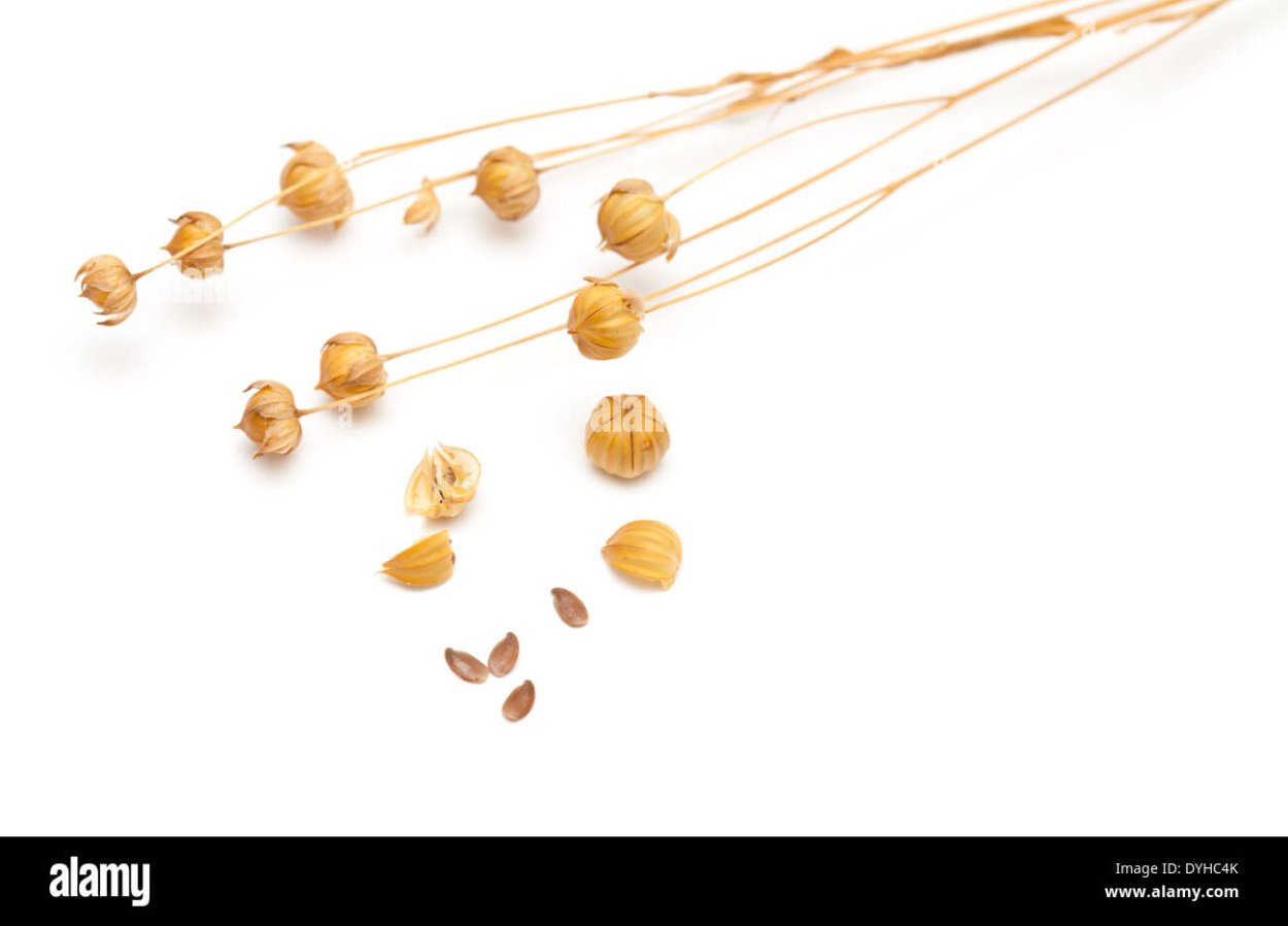 Коробочка с семенами льна