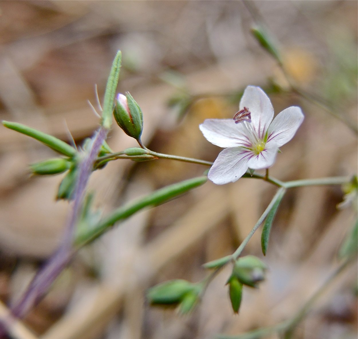 Семейство Льновые