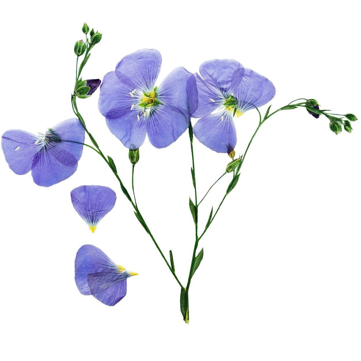 Цветок льна на белом фоне