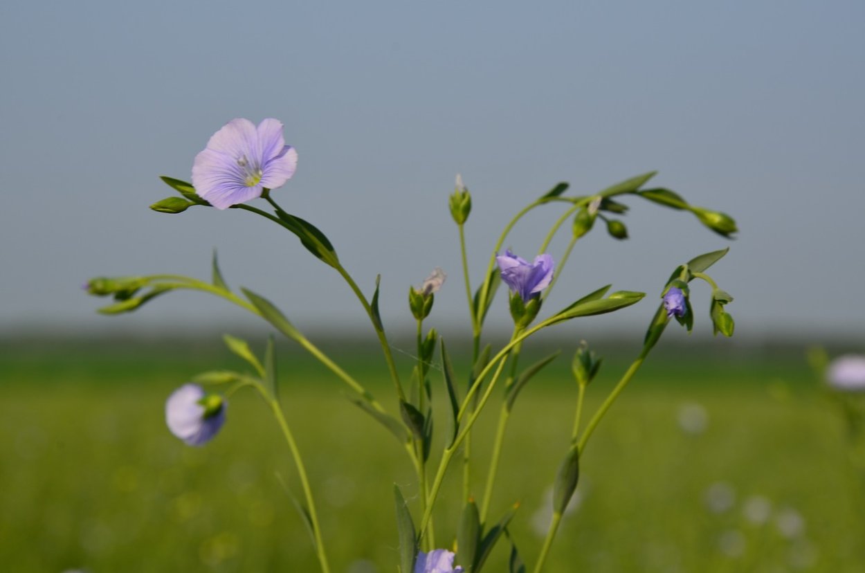 Соцветие льна