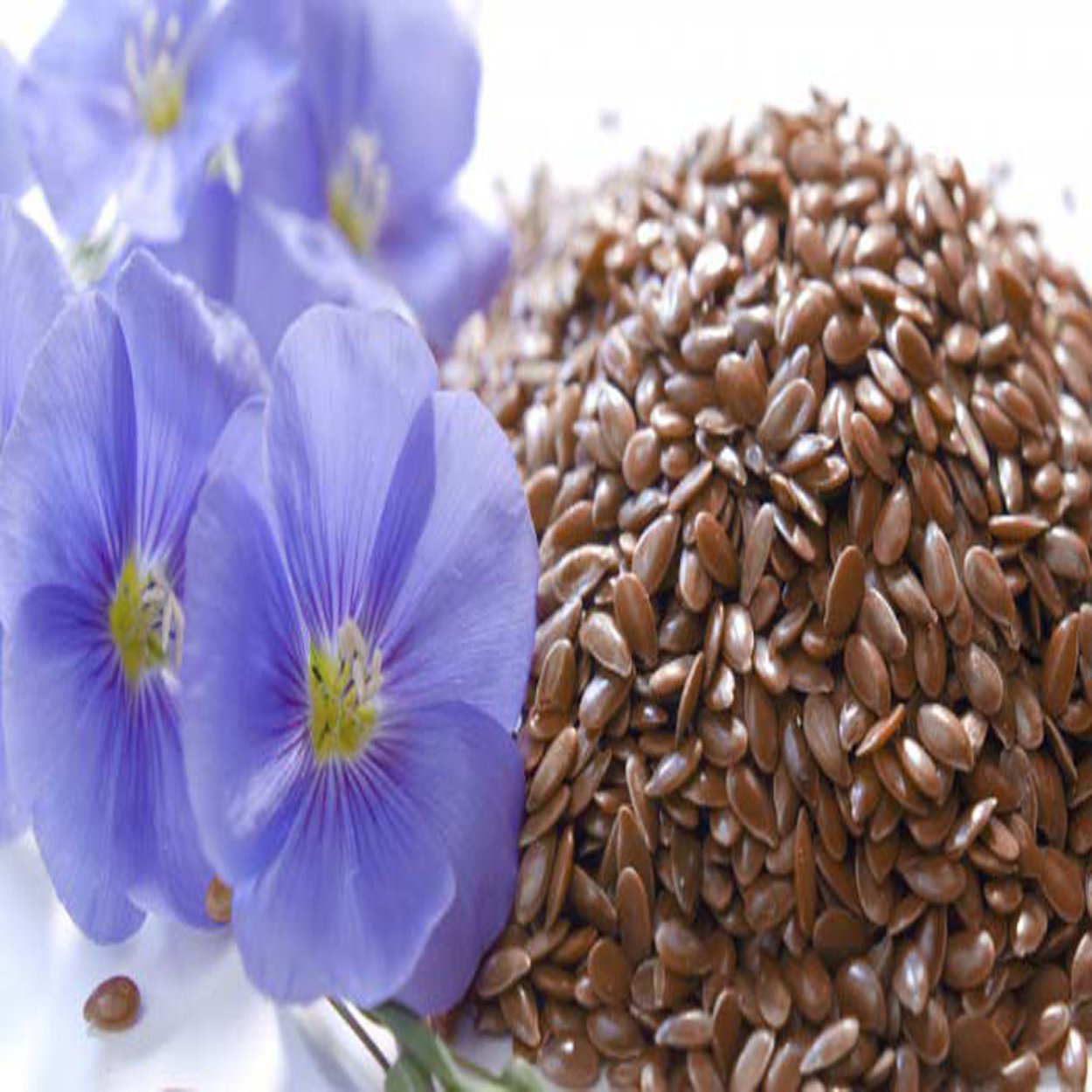 Фармакогнозия Жохова семена льна