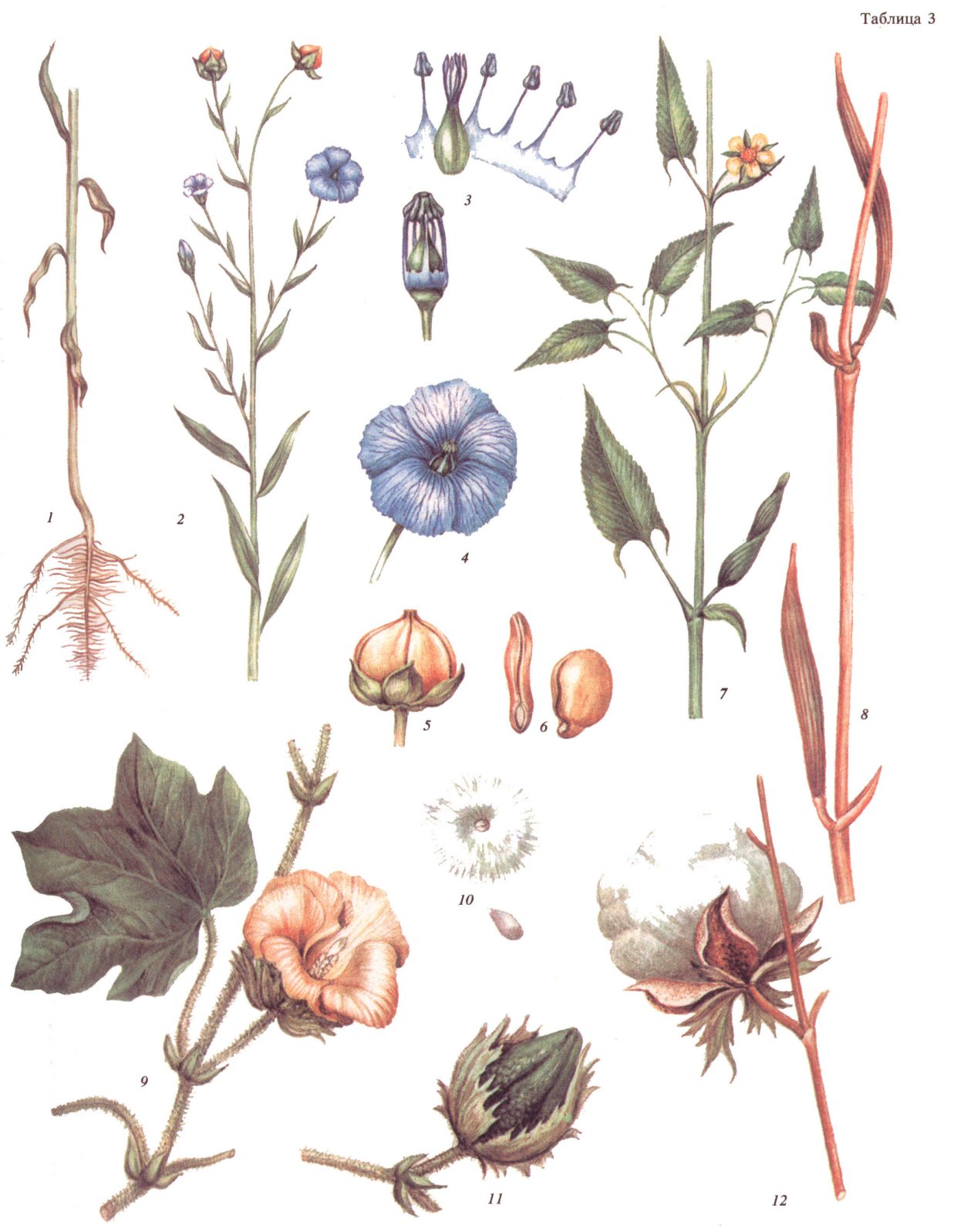 Лен прядильное растение