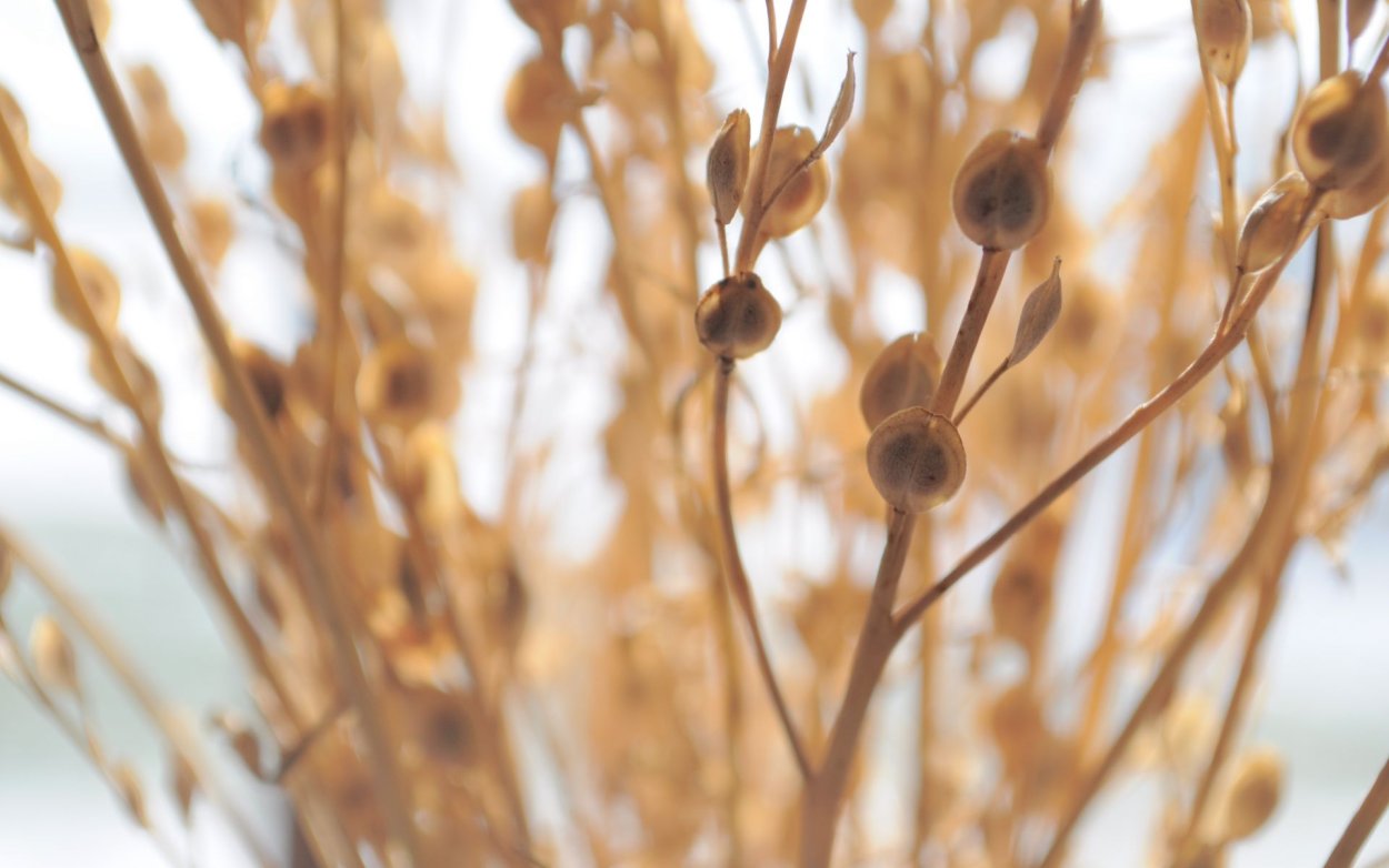 Коричневые растения