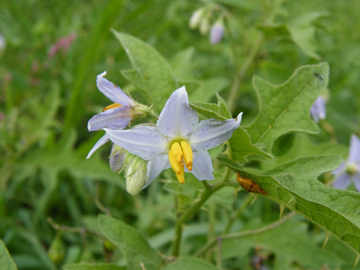Паслен Каролинский (Solanum carolinense)