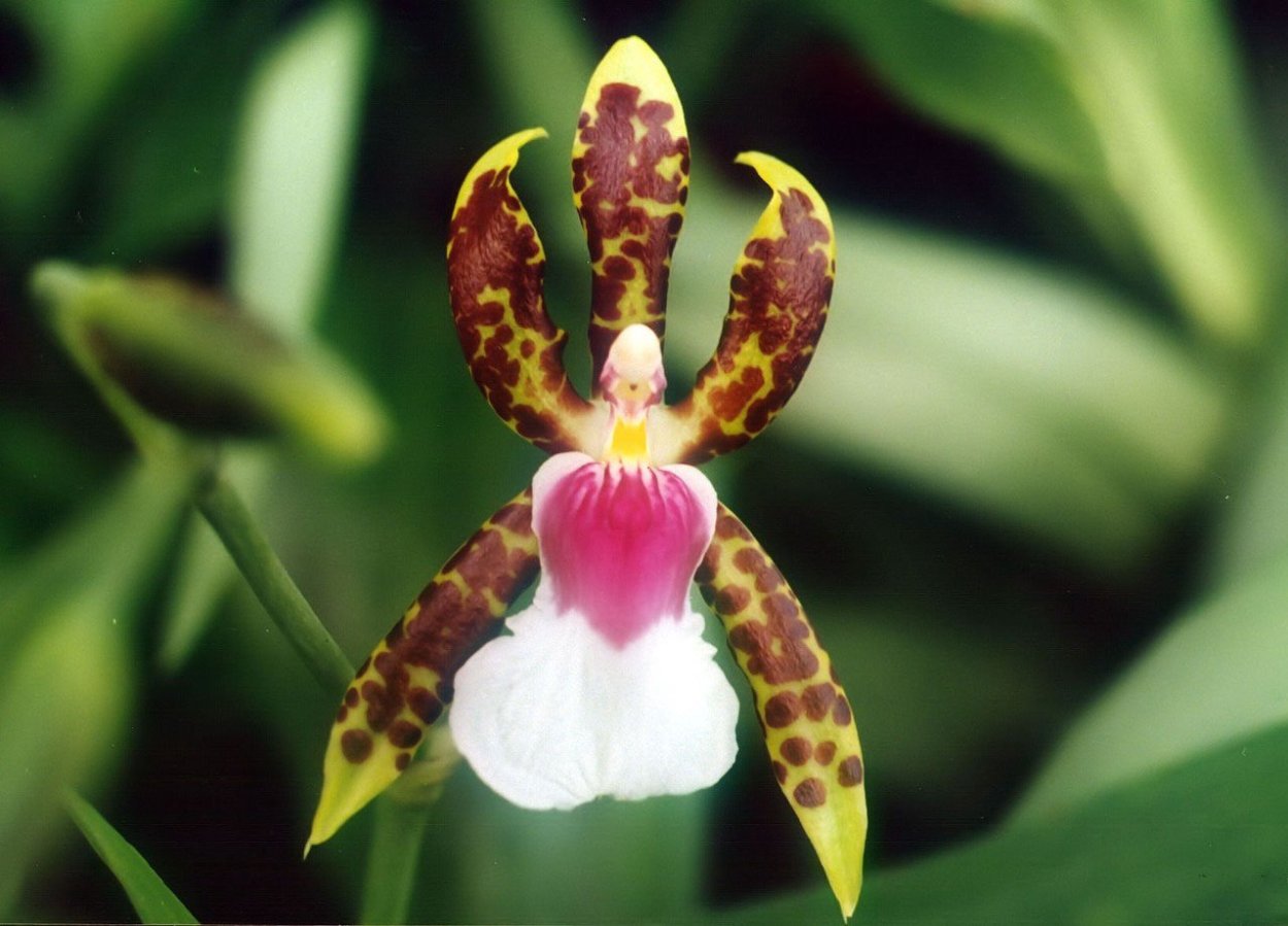 Орхидея балерина Caladenia melanema