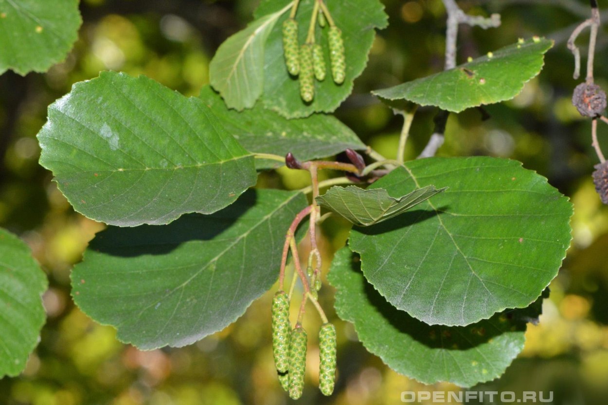 Ольха сердцевидная Alnus cordata