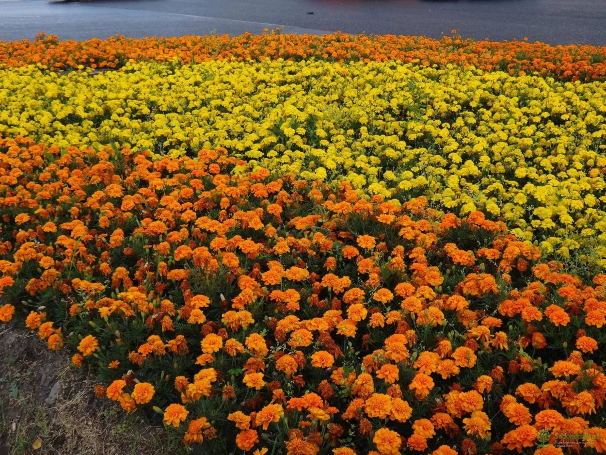 Бархатцы Тагетес