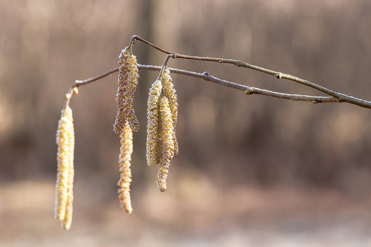 Плоды сережки
