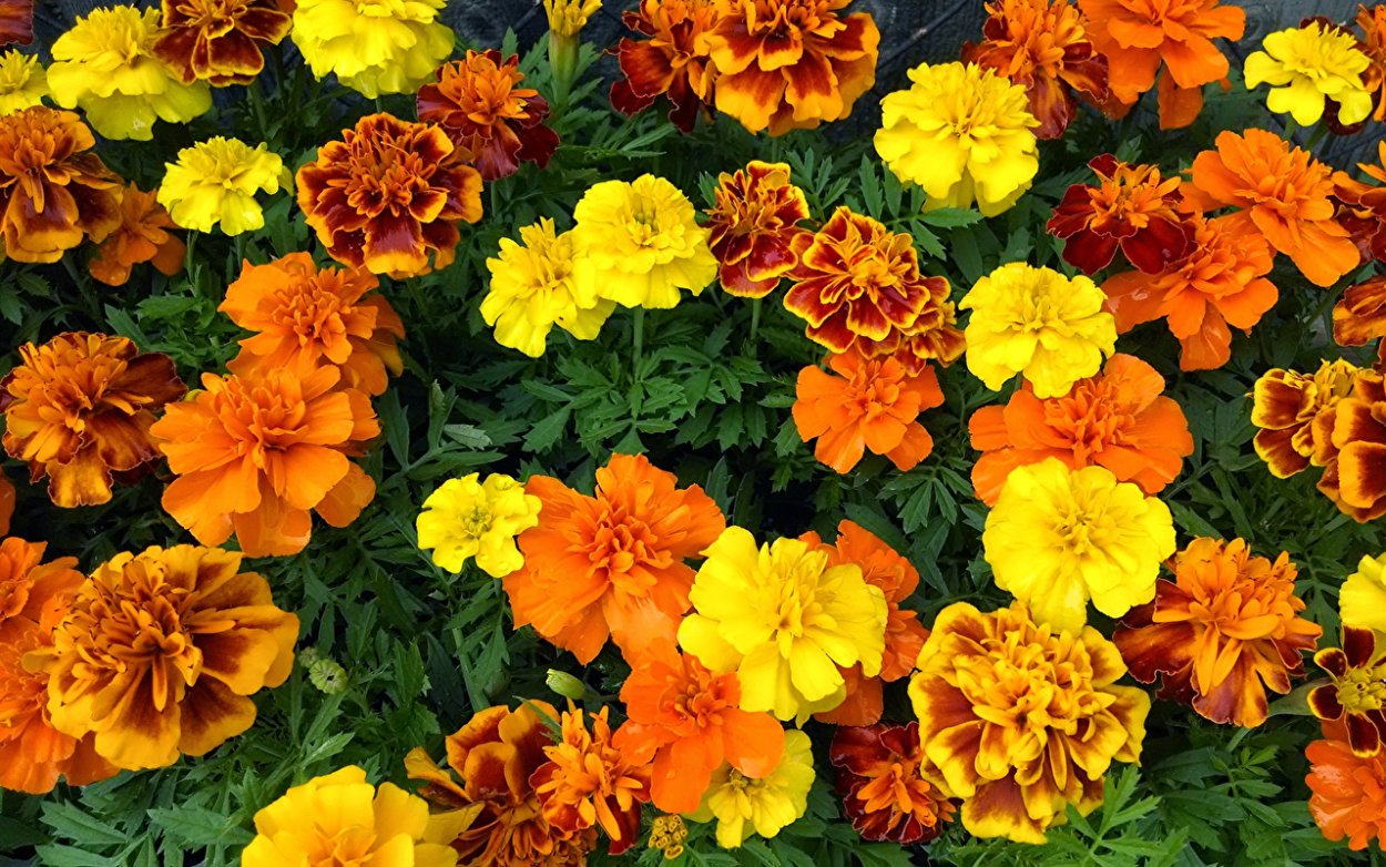 Однолетники бархатцы