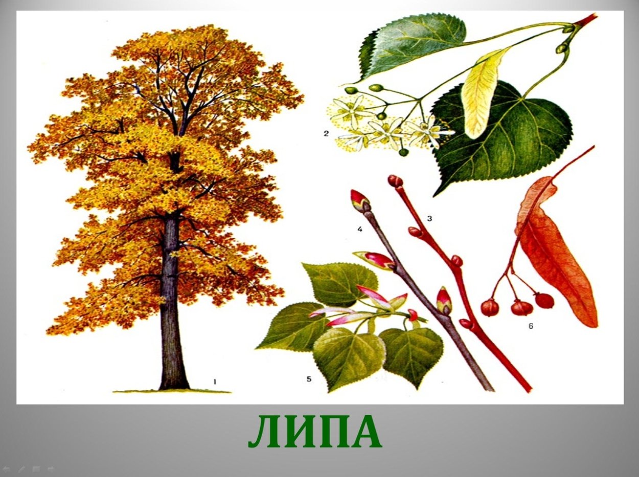 Деревья клен и липа