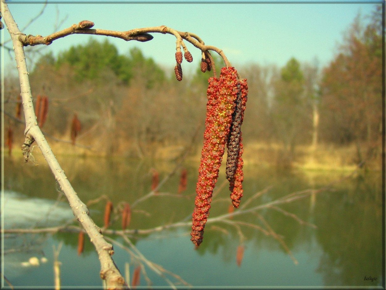 Евтушенко Ольховая Сережка