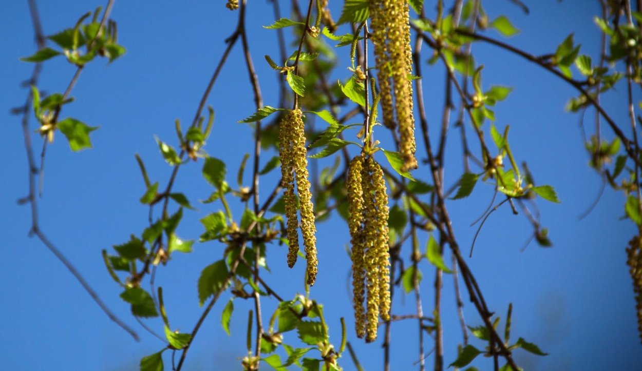 Соцветие ольхи и березы