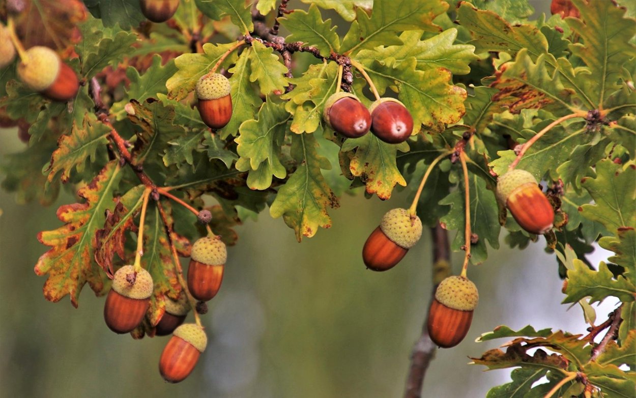 Дуб черешчатый желуди