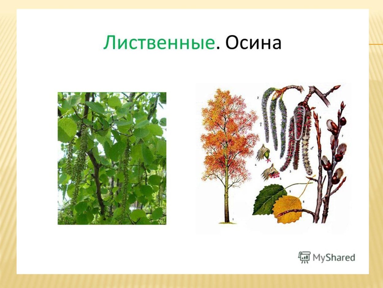 Лиственные деревья осина