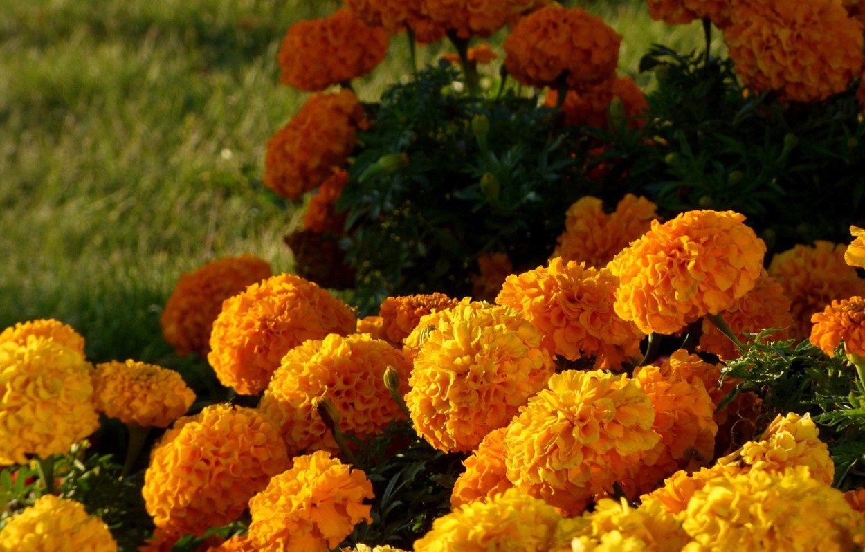 Бархатцы бурке Гольд