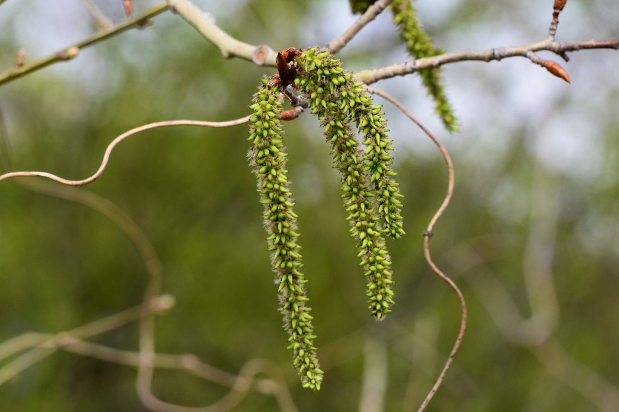 Populus tremula плод
