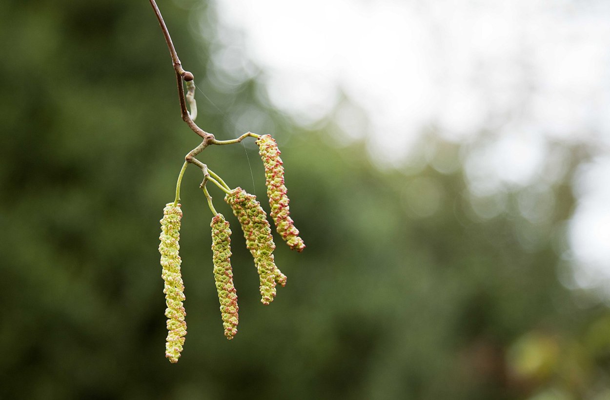 Соцветия сережки Тополь