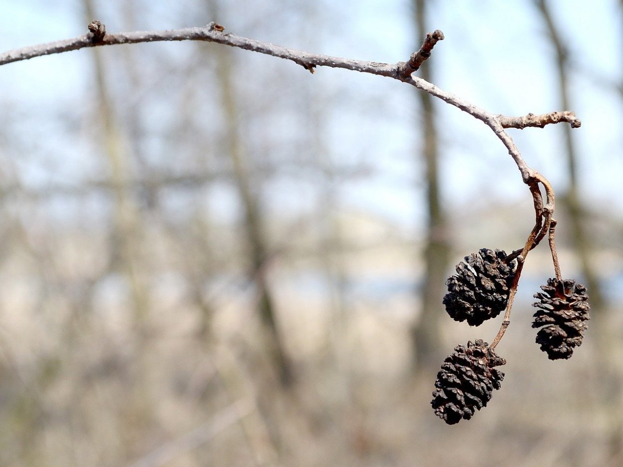 Ольха чёрная шишки