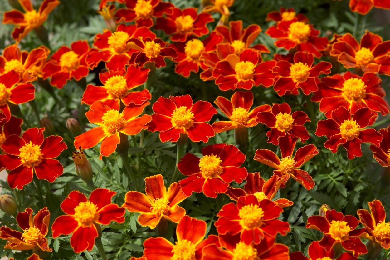 Бархатцы тонколистные паприка