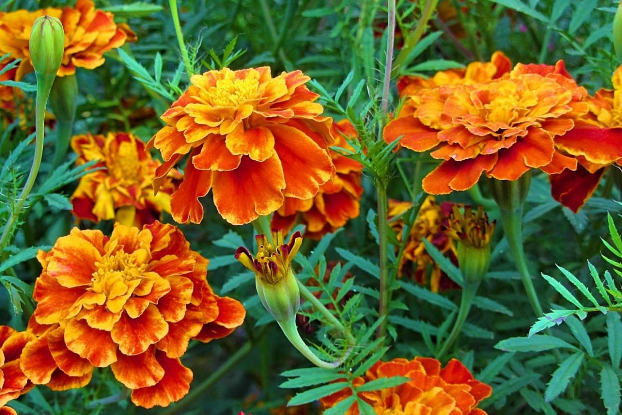 Бархатцы Бонанза Флейм