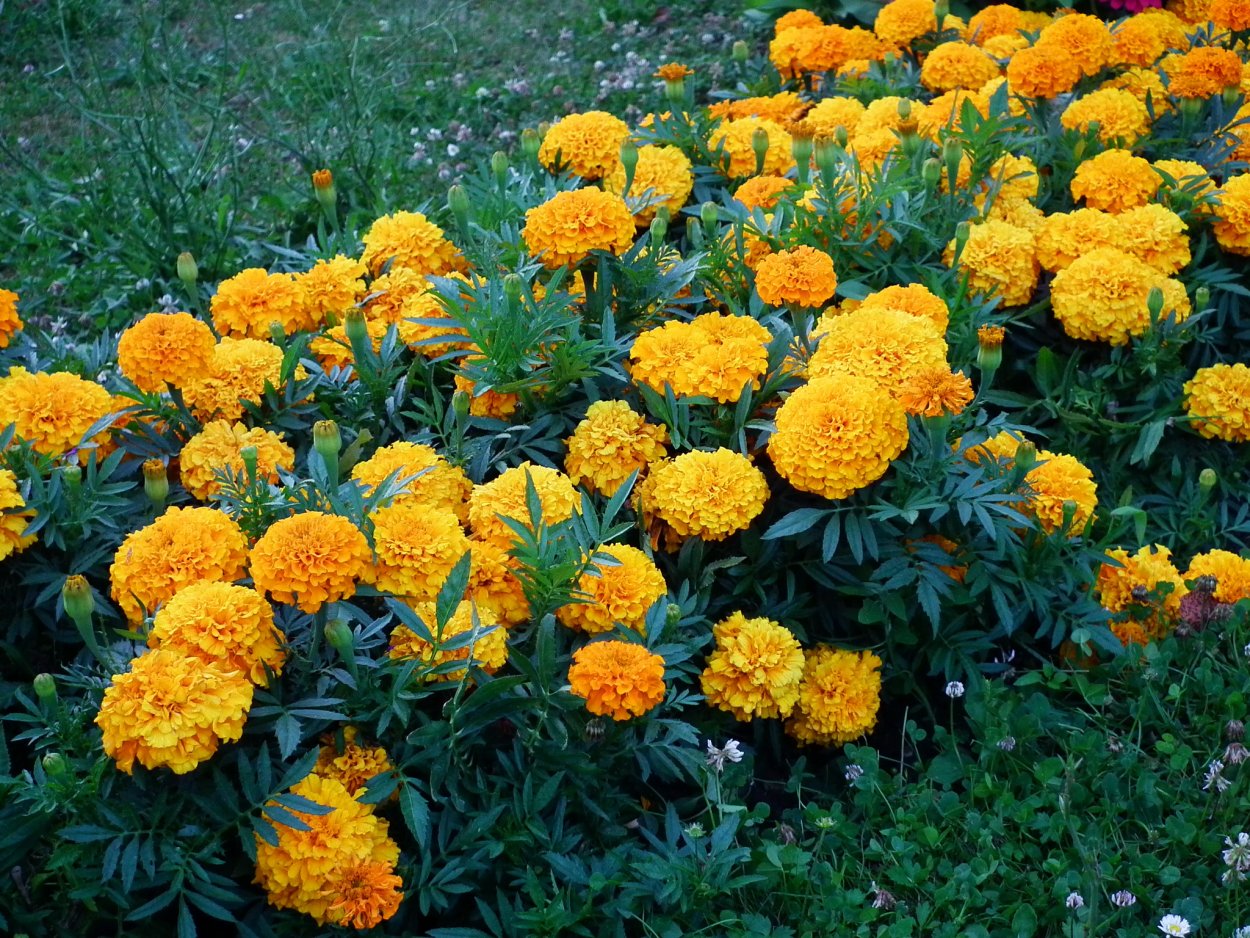 Бархатцы Тагетес