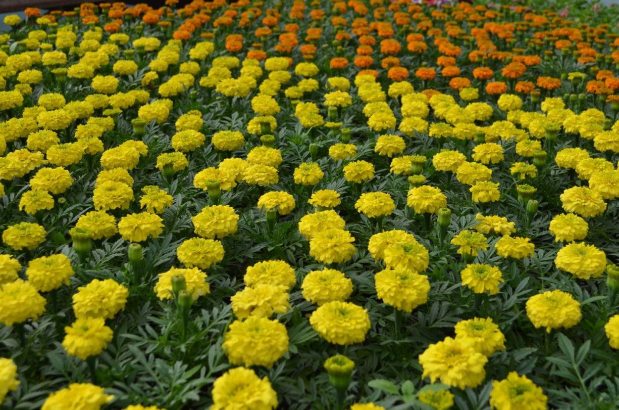 Бархатцы лимонный великан