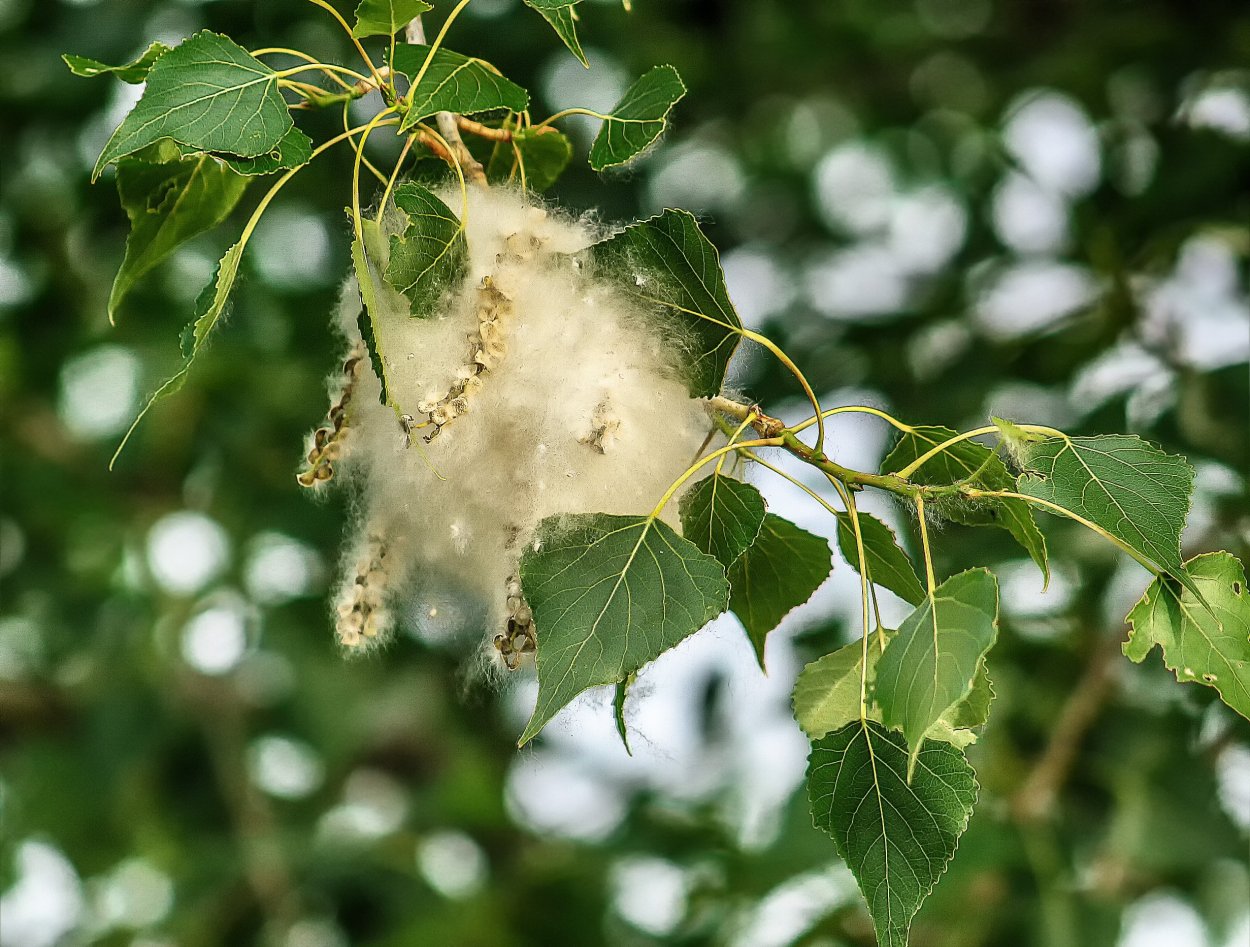 Тополиный пух