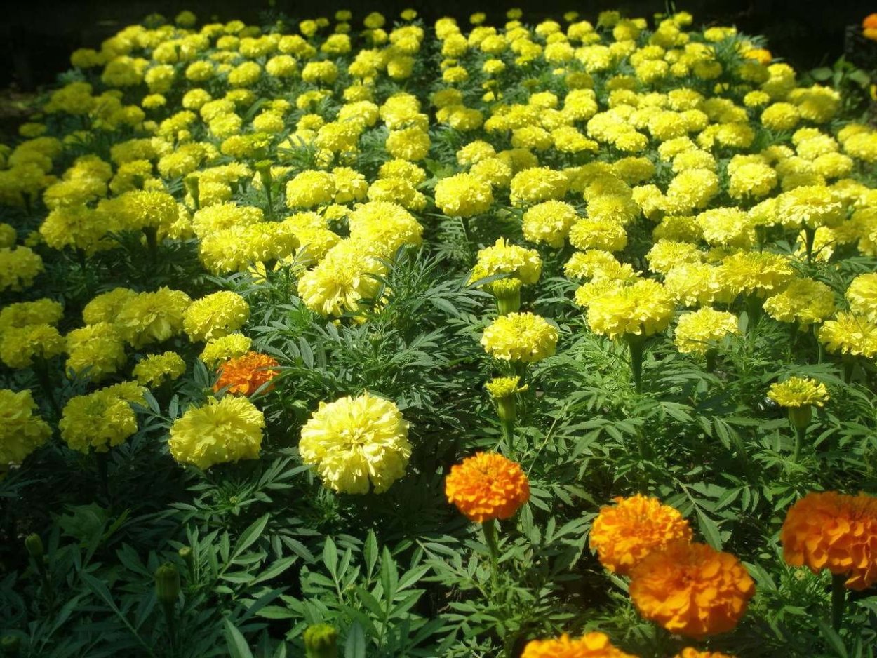 Бархатцы прямостоячие Шафран