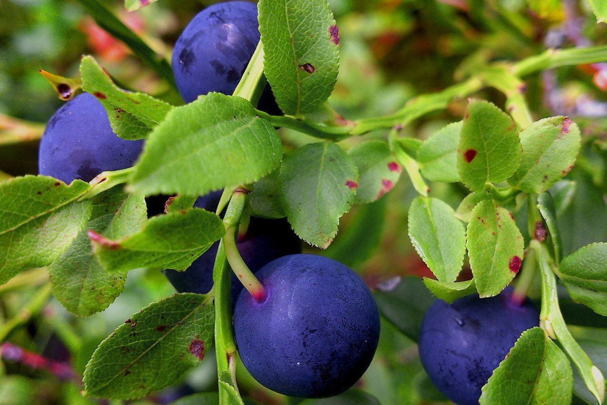 Сахалин куст черники -голубика