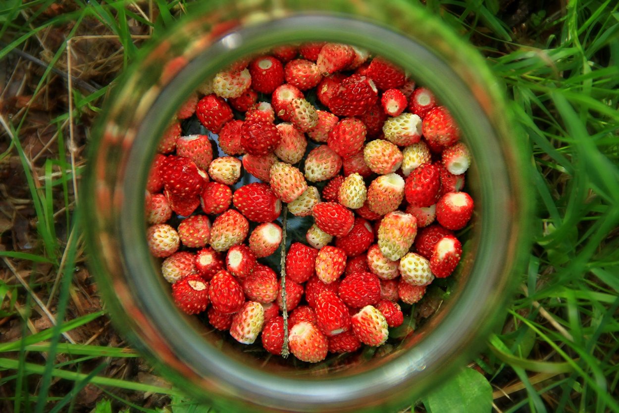 Сибирская клубника Лесная