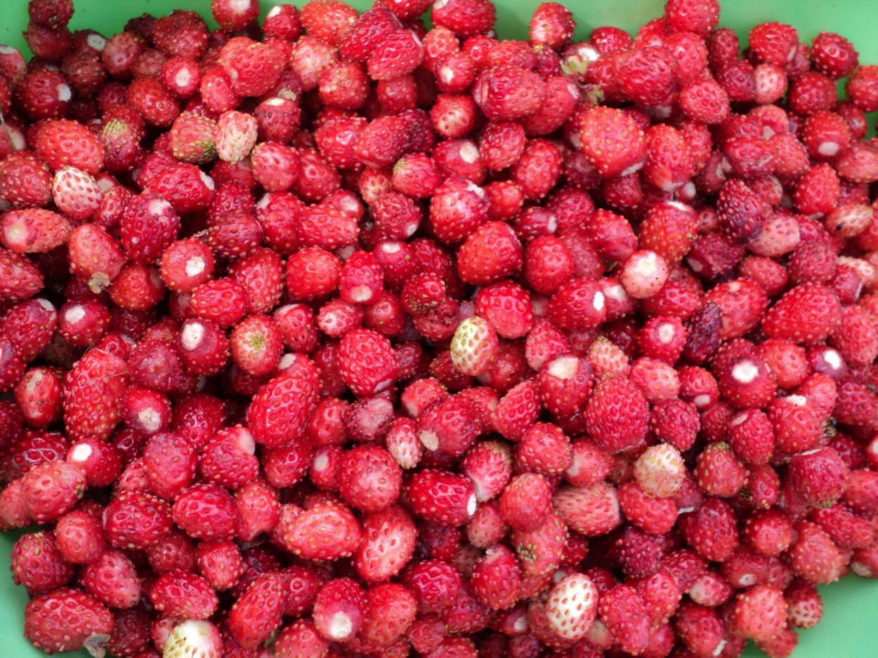 Шабонка ягода