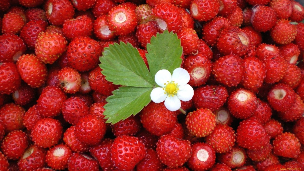 Земляника Лесная ягодные культуры