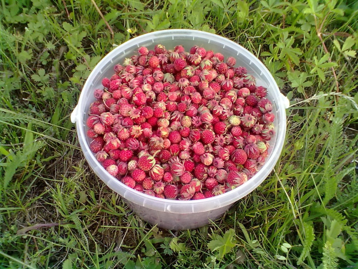 Клубника ползуниха