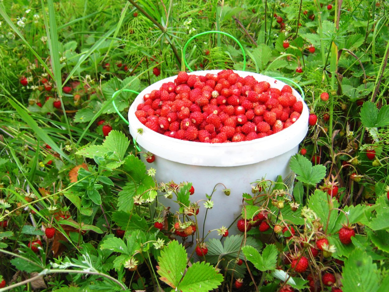 Сбор Лесной земляники