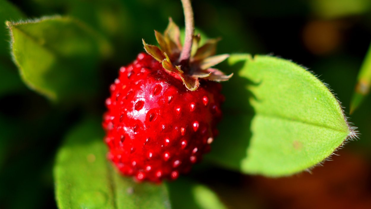 Лесные ягоды