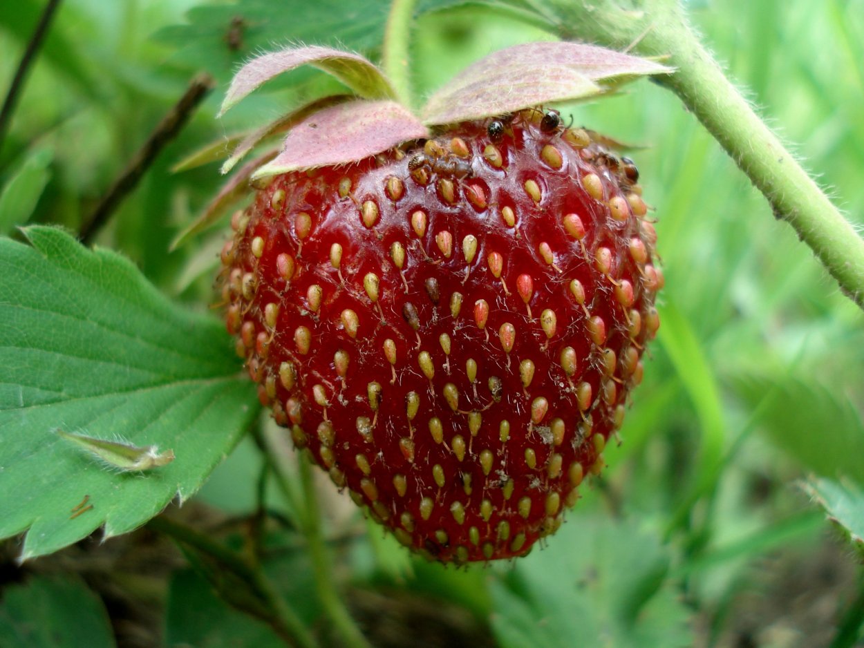 Земляника Лесная Неспелая