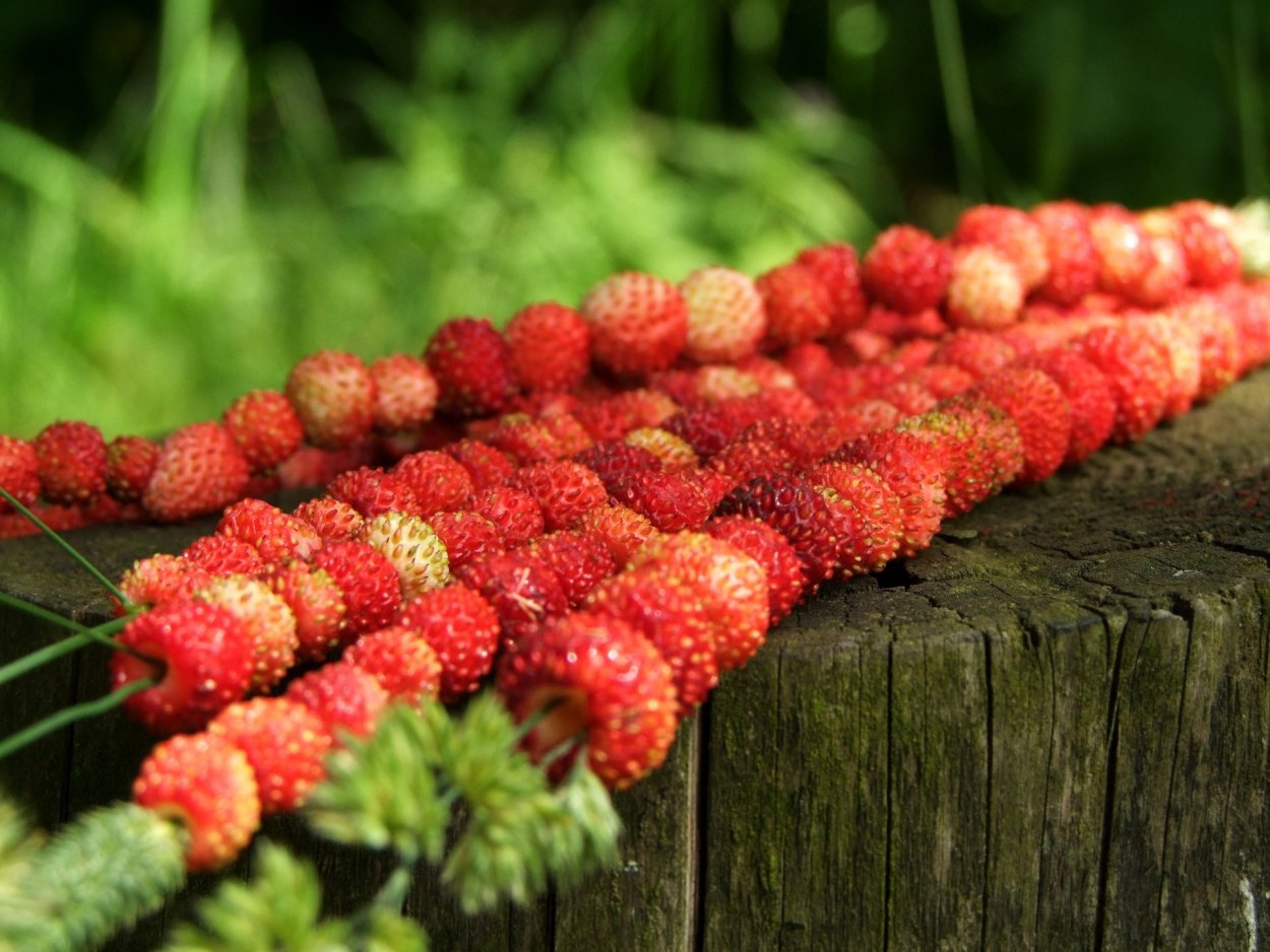 Народный праздник Давид земляничник