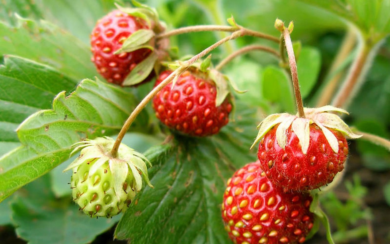 Земляника мелкоплодная Лесная сказка